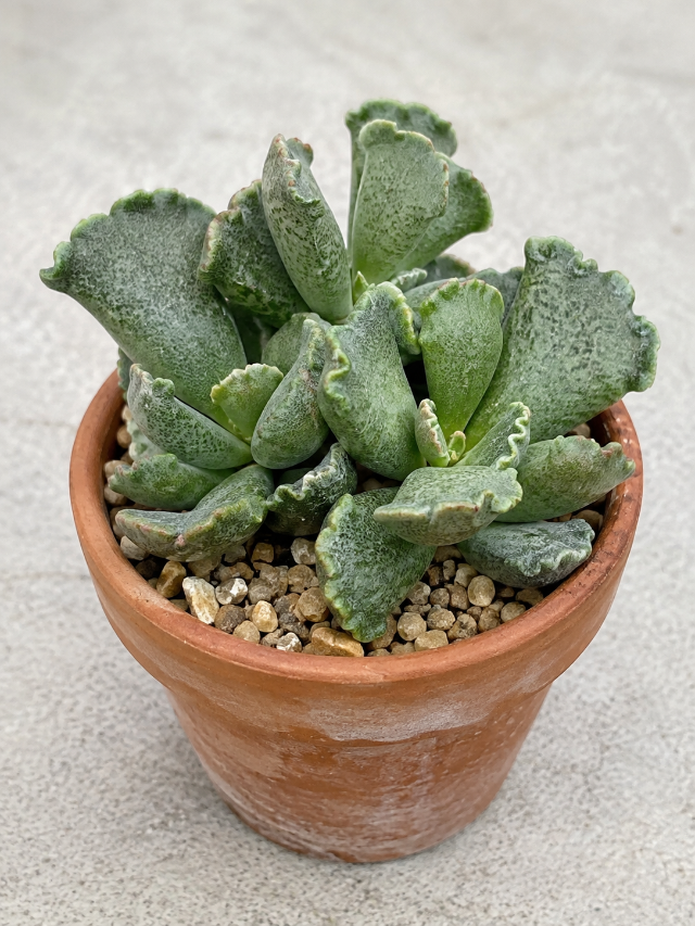 Adromischus / Folha-Crespa