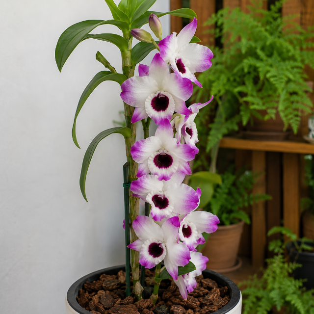 Orquídea Dendrobium-Nobile