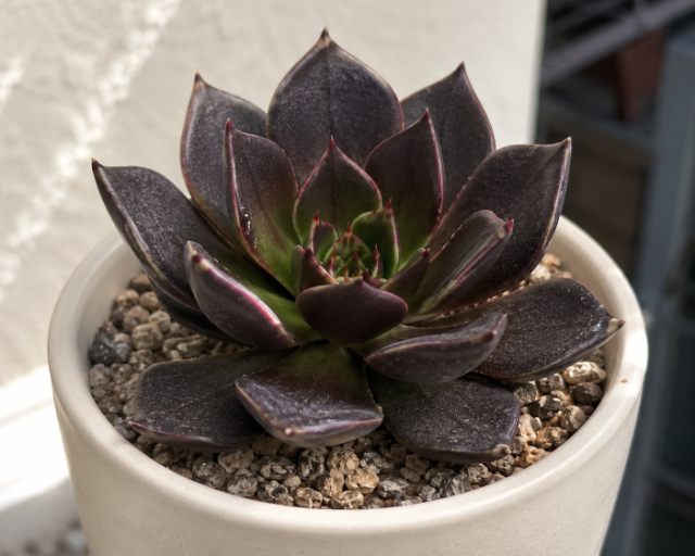 Echeveria-Príncipe-Negro