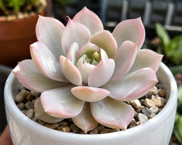 Echeveria-Rosa-Branca
