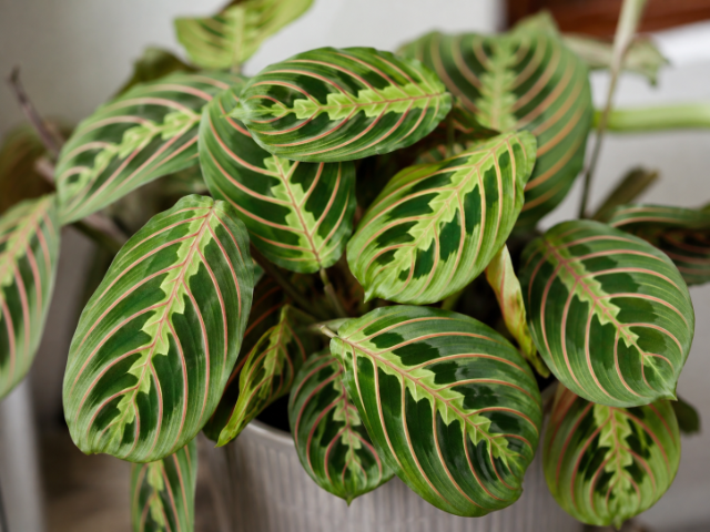 Maranta / Planta-Oração