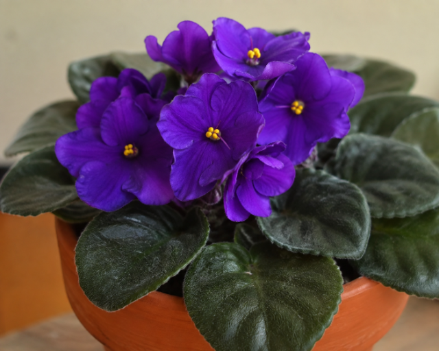 Violeta-africana