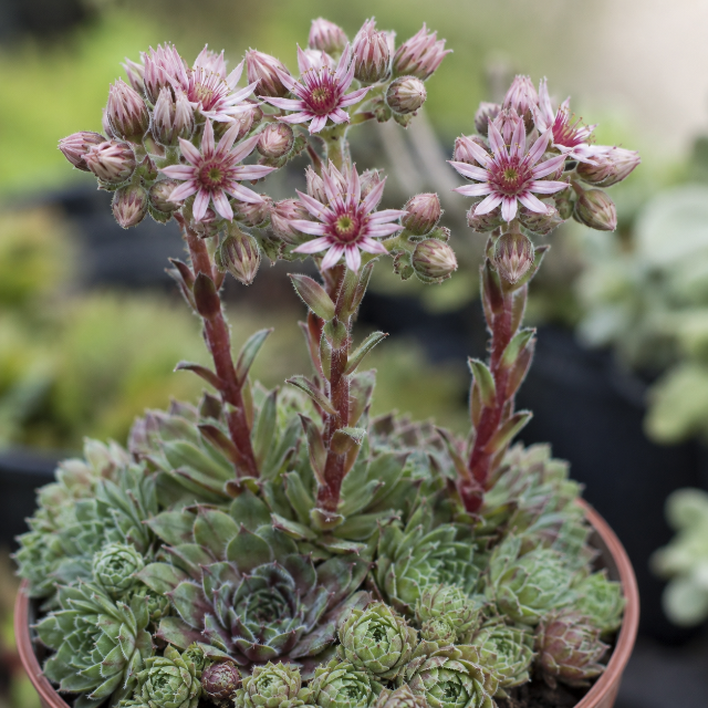 Sempre-viva / Hens-and-chicks
