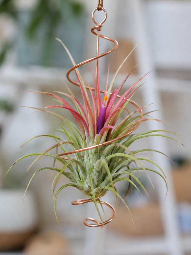Tillandsia Ionantha