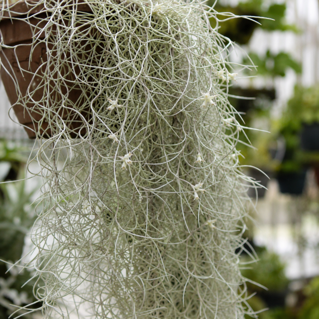 Tillandsia Usneoides / Barba-de-Velho