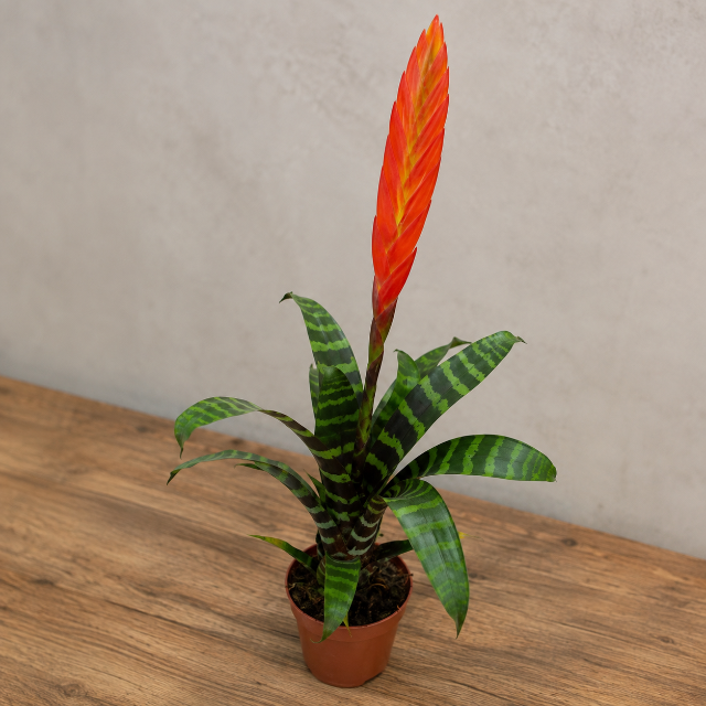 Bromélia-Espada-Flamejante